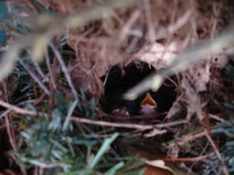 Building a nest in heaven's front door
