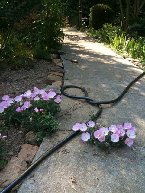 Bloom where you're planted